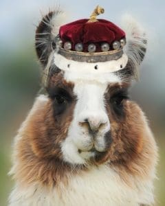 Pajama Llama with Crown